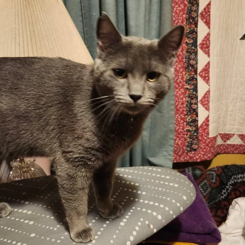 A young large-sized male Domestic Short Hair cat named Grayson for adoption in Allyn, WA