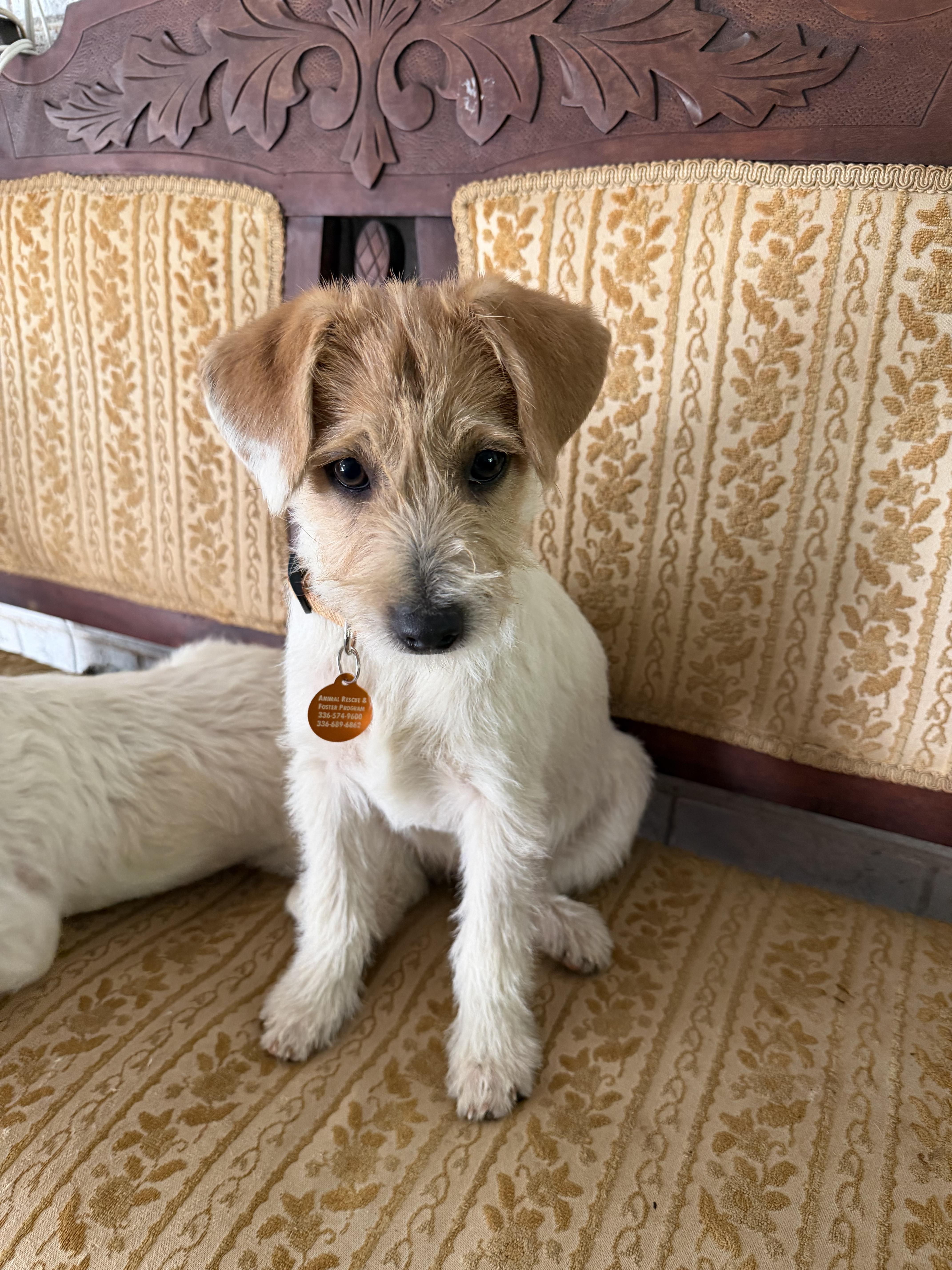 A baby small-sized female White / Cream Terrier dog named Willa for adoption in Greensboro, NC