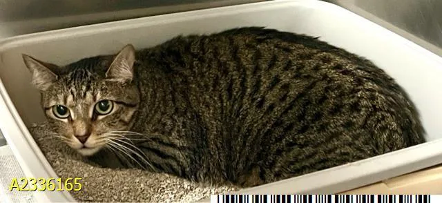 An adult large-sized female Domestic Short Hair cat named Venus for adoption in West Palm Beach, FL