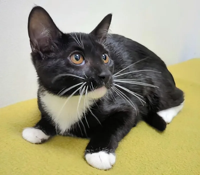 A baby large-sized female Black & White / Tuxedo Domestic Short Hair cat named Mallery for adoption in Springfield, IL