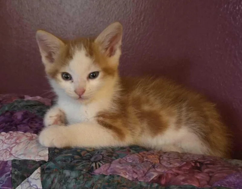 A baby small-sized male Tabby cat named Jake for adoption in Calimesa, CA