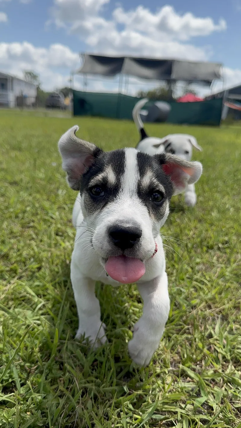 Charlie