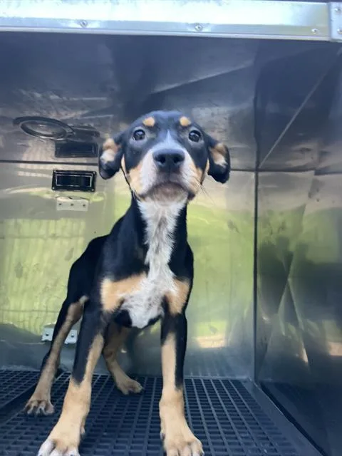 A baby medium-sized male Mixed Breed dog named Ralphie for adoption in Dallas, TX