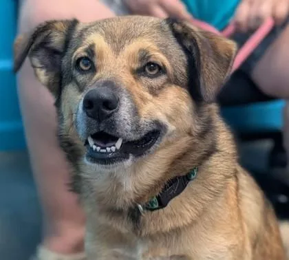 An adult large-sized female Shepherd dog named Frankie for adoption in La Harpe, KS
