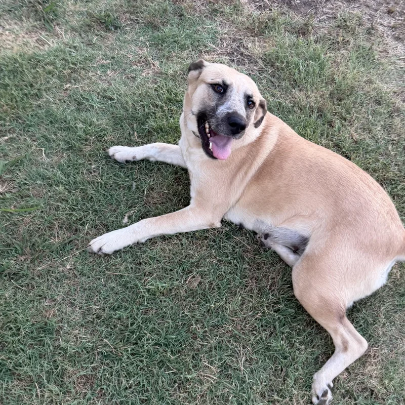 A young medium-sized female Great Pyrenees dog named Smiley for adoption in Krum, TX