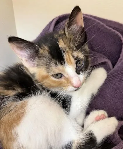 A baby small-sized female Domestic Short Hair cat named Runa for adoption in Westland, MI