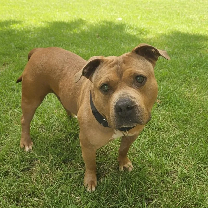 An adult medium-sized male Brown / Chocolate Terrier dog named Carhart for adoption in Elyria, OH