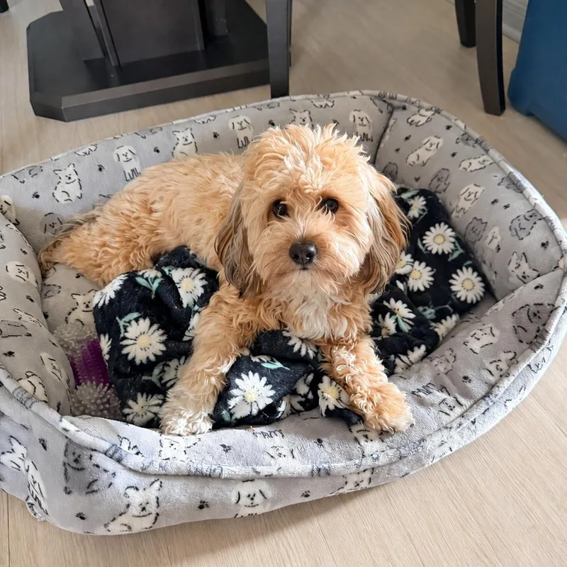 An adult small-sized female Miniature Poodle dog named Peaches for adoption in Austin, TX
