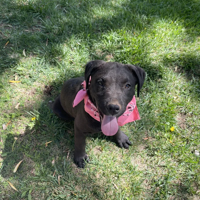 A baby large-sized male Black Flat-Coated Retriever dog named Hughie for adoption in Sonora, CA