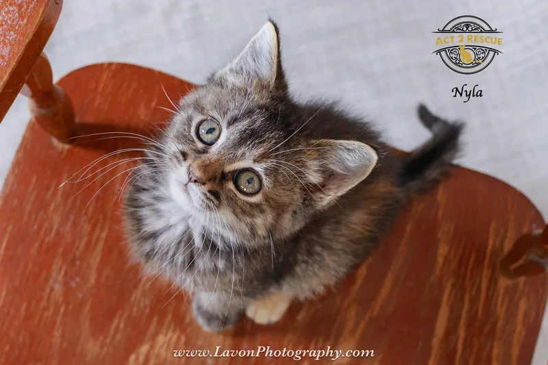A young medium-sized female Torbie cat named Nyla for adoption in Riverside, CA