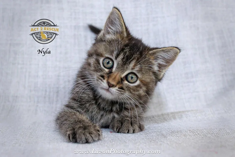 Nyla thumbnail 3