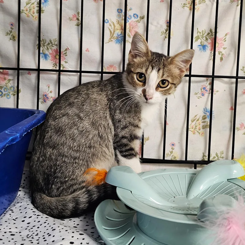 A baby medium-sized male Tabby (Buff / Tan / Fawn) Domestic Short Hair cat named Bert for adoption in Searcy, AR