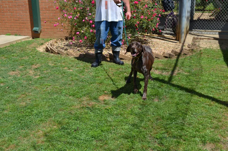 An adult medium-sized female German Shorthaired Pointer dog named Brownie Patch for adoption in Jackson, LA