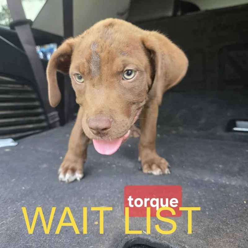 Torque