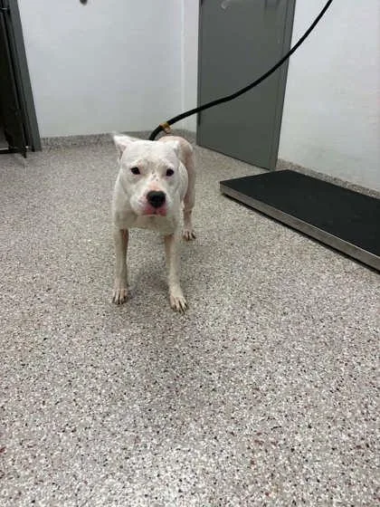 An adult medium-sized female Pit Bull Terrier dog named Snow for adoption in Gastonia, NC