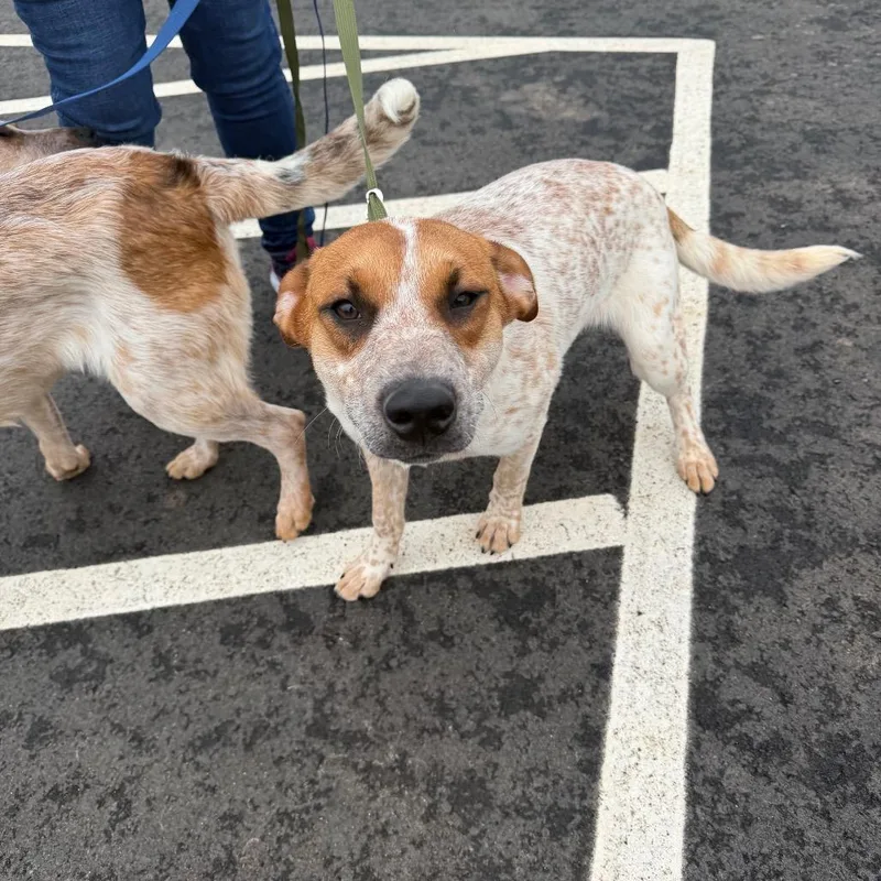 A young medium-sized male Red / Chestnut / Orange Cattle Dog dog named Melvin for adoption in Morganton, NC