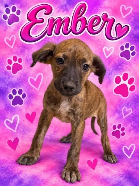 A baby small-sized female Brindle Mixed Breed dog named Ember for adoption in Wichita Falls, TX