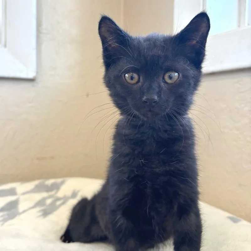 A baby small-sized female Black Domestic Short Hair cat named Gresham for adoption in Medford, OR