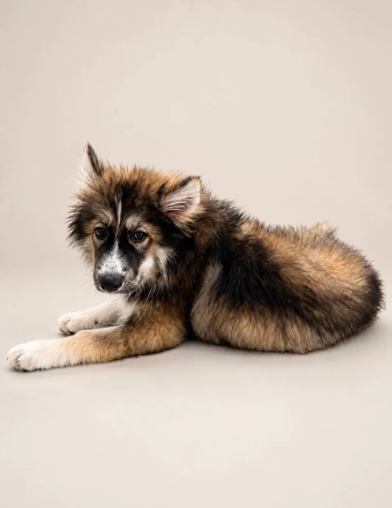 A baby large-sized male Tricolor (Brown, Black, & White) German Shepherd Dog dog named Capuchino for adoption in Delray Beach, FL