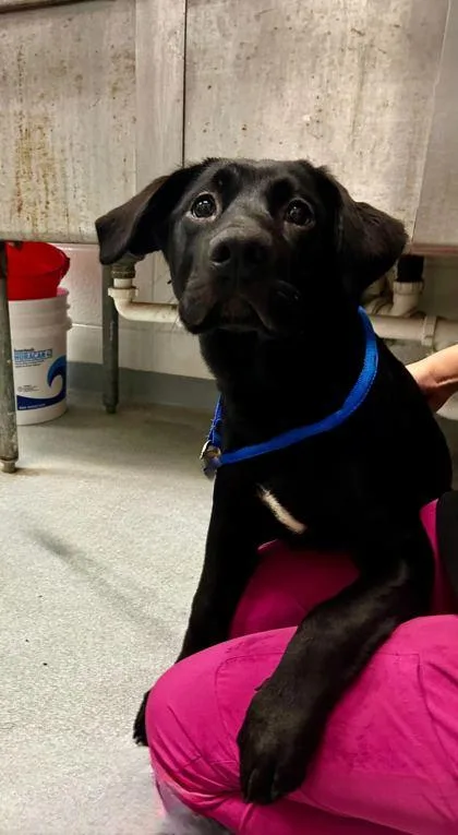 An adult medium-sized female Mixed Breed dog named Delilah for adoption in Spruce Pine, NC