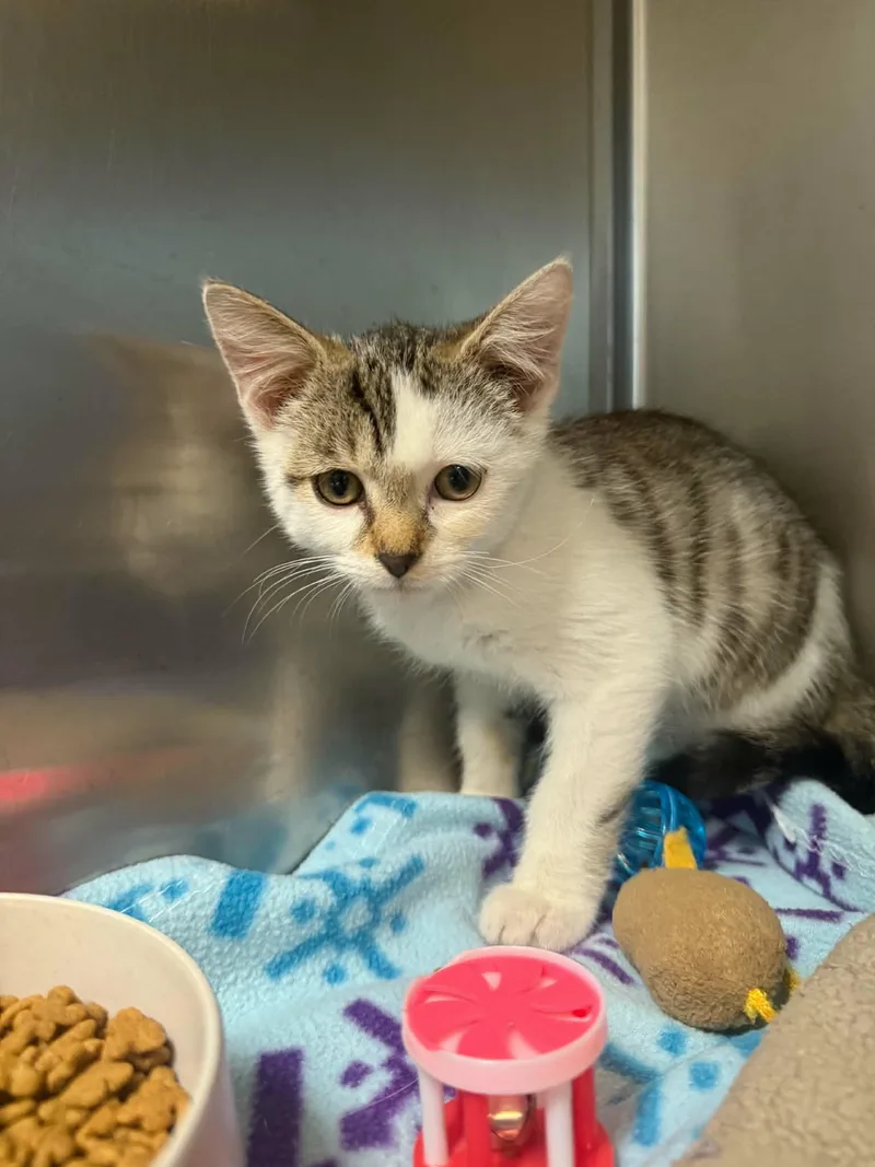 A young medium-sized male White Domestic Short Hair cat named Mike for adoption in Lock Haven, PA