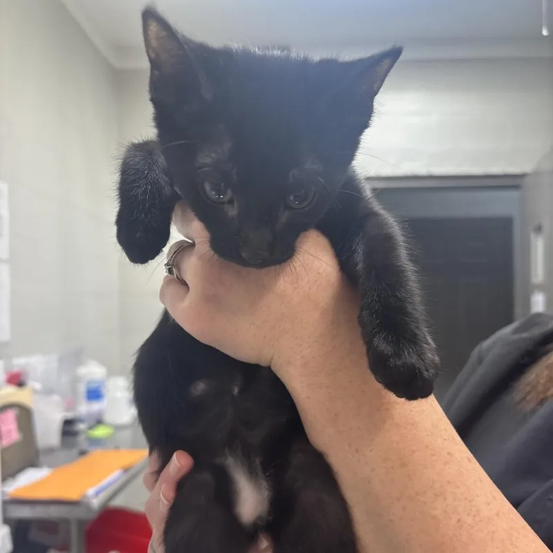 A baby small-sized male Domestic Short Hair cat named Advantage for adoption in Clanton, AL