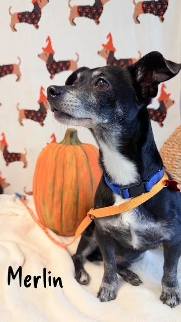 A senior small-sized male Chihuahua dog named Merlin for adoption in Tulsa, OK