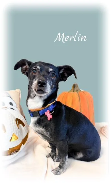 Merlin thumbnail 3