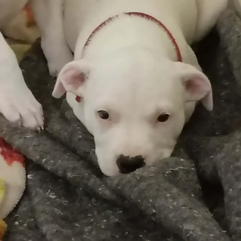 A baby medium-sized female White / Cream Terrier dog named Piper for adoption in Elyria, OH
