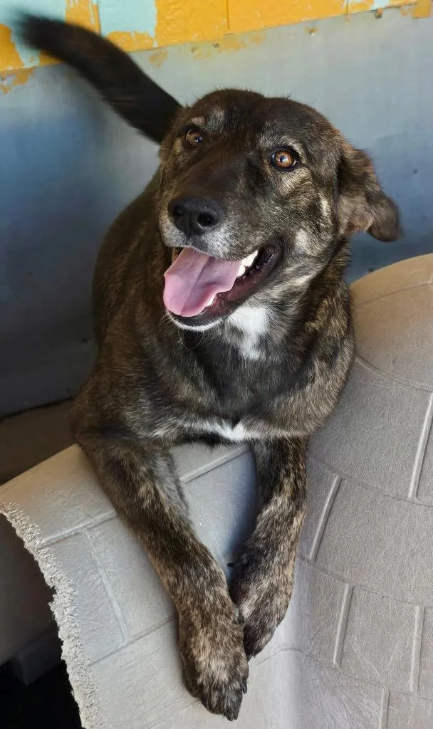 A young medium-sized female Cattle Dog dog named Ressas for adoption in Fort Lupton, CO