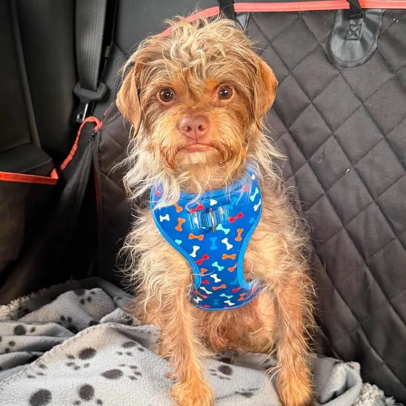 An adult small-sized male Brown / Chocolate Mixed Breed dog named Sammy for adoption in Rockville, MD