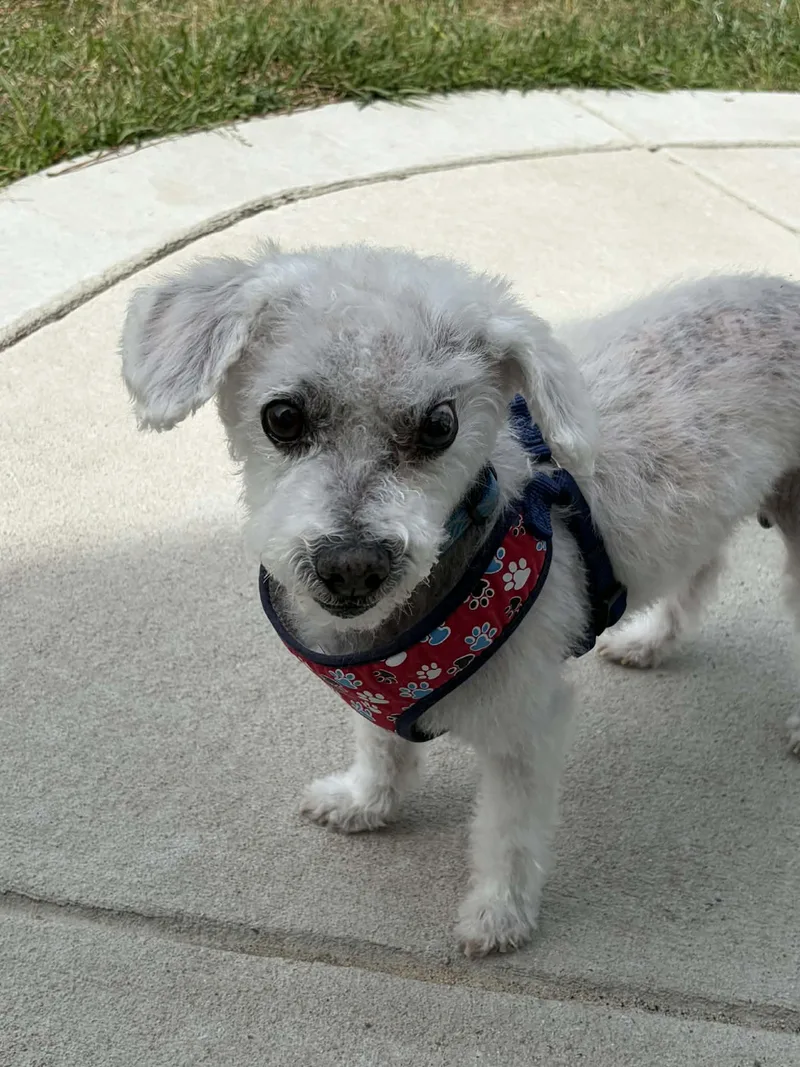 An adult small-sized male White / Cream Maltipoo dog named Scruffy for adoption in Carthage, NC