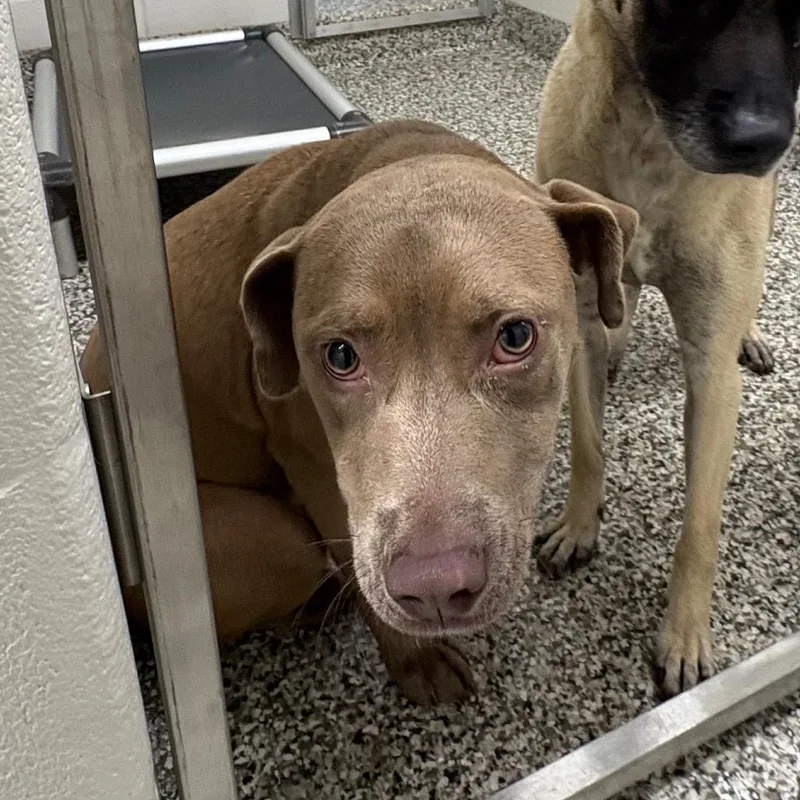 A young medium-sized female Yellow / Tan / Blond / Fawn Chocolate Labrador Retriever dog named Lillith for adoption in Morganton, NC