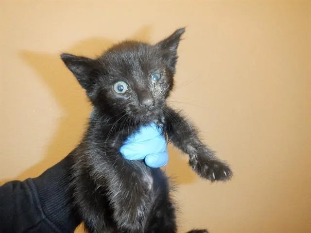 A baby small-sized male Domestic Short Hair cat named Momo for adoption in San Jose, CA