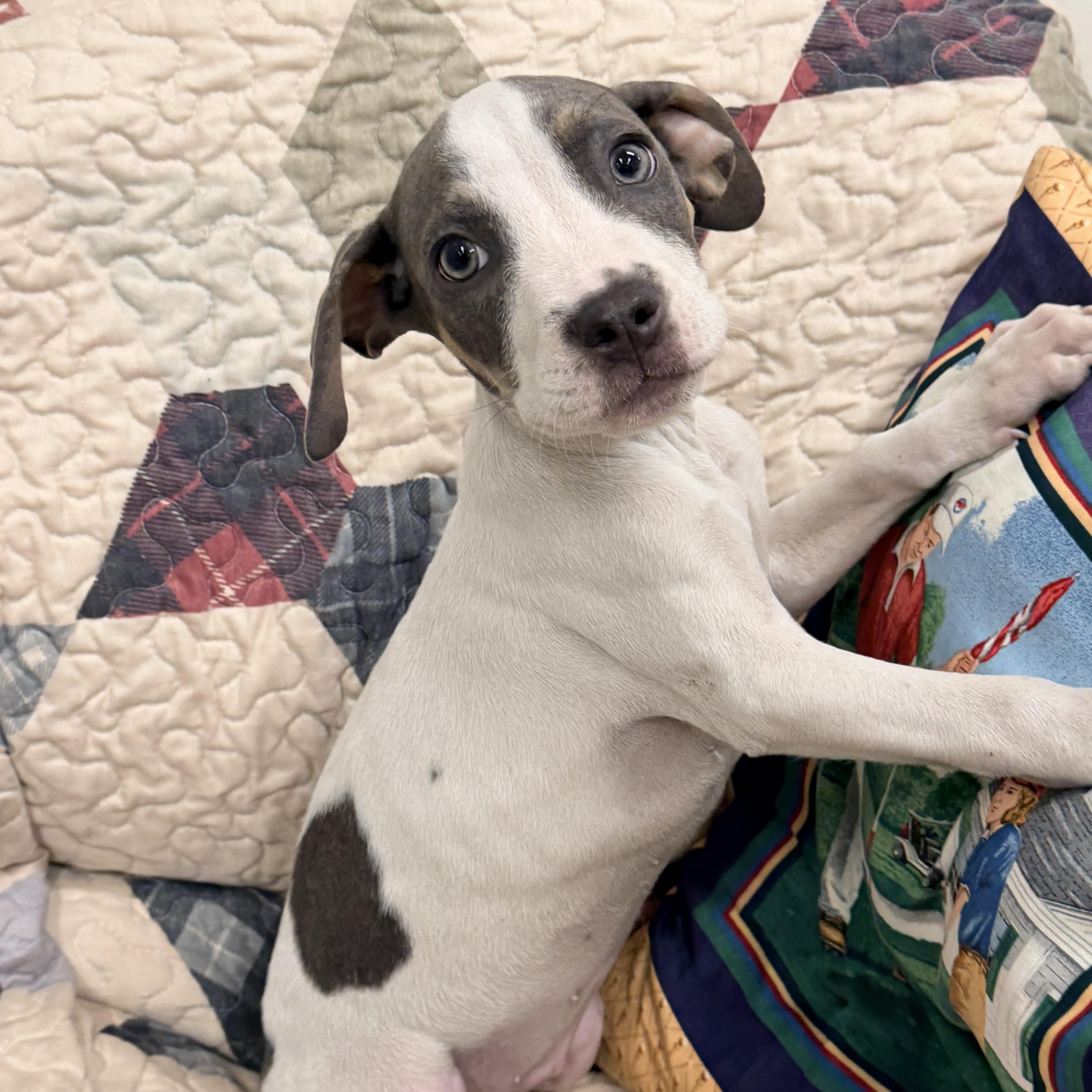 A baby medium-sized female White / Cream Mixed Breed dog named Carnie for adoption in Logan, OH