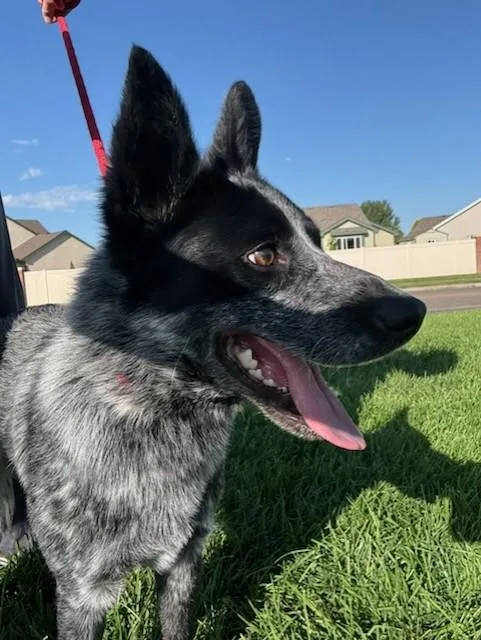 A young medium-sized male Merle (Blue) Australian Cattle Dog / Blue Heeler dog named Rooster for adoption in Eaton, CO