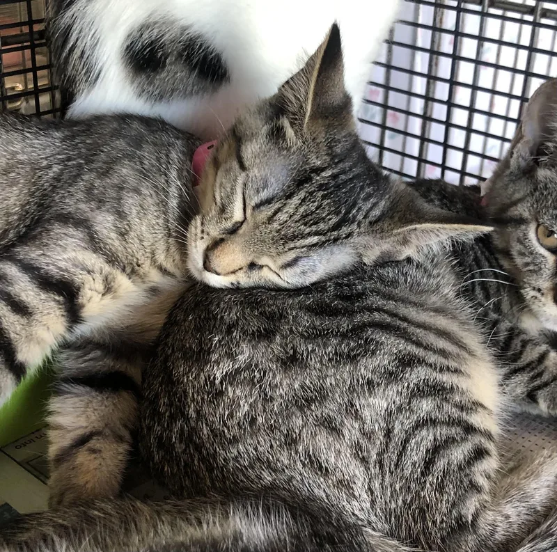 A baby medium-sized female Tabby (Brown / Chocolate) Domestic Short Hair cat named Sunnyside for adoption in Parma, OH