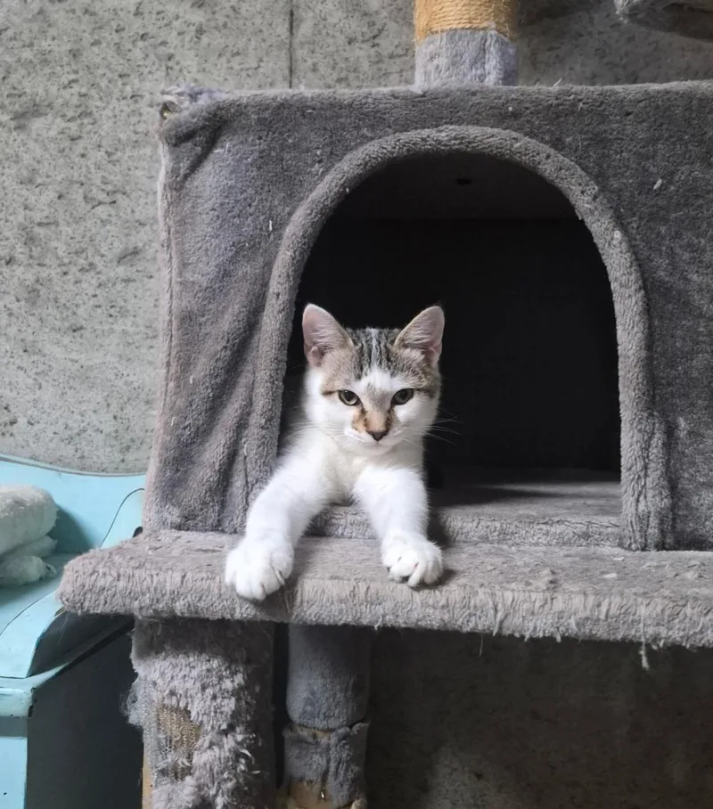 A baby medium-sized male White Domestic Short Hair cat named Fernando for adoption in Hudsonville, MI