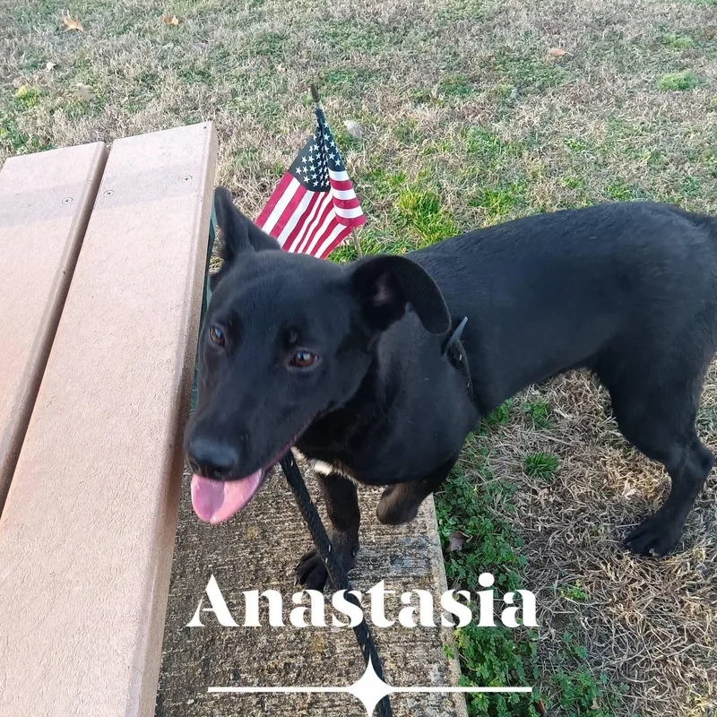 A young medium-sized female Black Corgi dog named Anastasia for adoption in Greenfield, TN