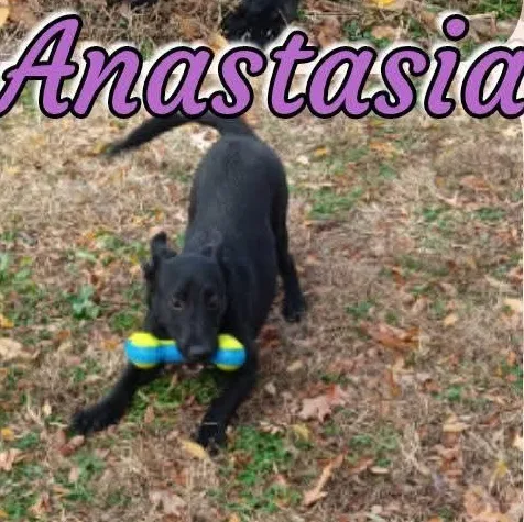 Anastasia thumbnail 4
