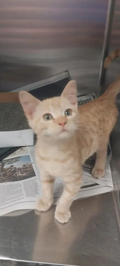 A young small-sized male Domestic Short Hair cat named Amazon for adoption in North Miami Beach, FL