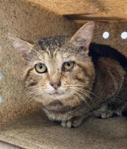 An adult large-sized male Domestic Short Hair cat named Dale for adoption in Lafayette, IN