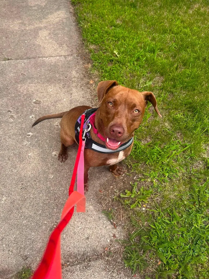 A young medium-sized female Chocolate Labrador Retriever dog named Annie Mae for adoption in Crystal Lake, IL