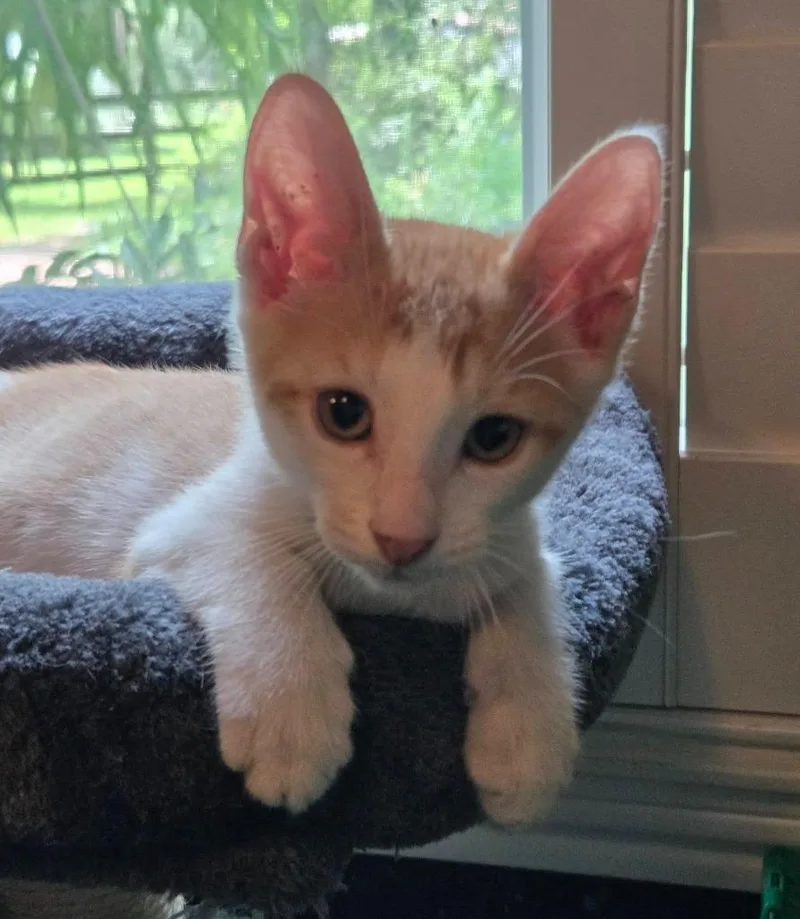 A baby large-sized male Domestic Short Hair cat named Campari Cosmo for adoption in Magnolia, TX