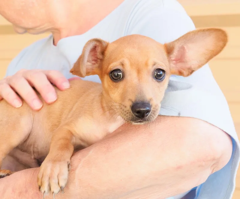 A baby small-sized male Yellow / Tan / Blond / Fawn Chihuahua dog named Finch for adoption in PHOENIX, AZ
