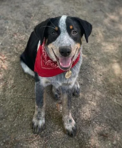 A baby medium-sized male Australian Cattle Dog / Blue Heeler dog named Kaoz for adoption in Anza, CA