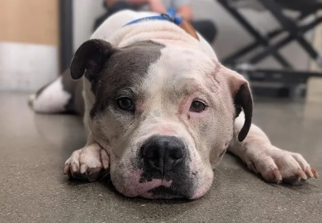 An adult large-sized female American Staffordshire Terrier dog named Lola for adoption in Greenfield, IN