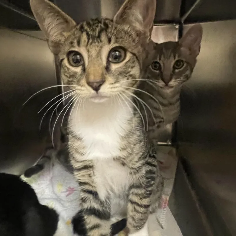 A baby small-sized male Brown / Chocolate Domestic Short Hair cat named Tiger for adoption in Springfield, MA