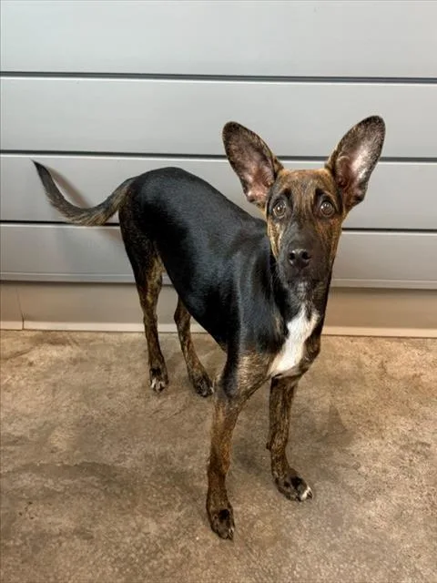 A young medium-sized female German Shepherd Dog dog named Precious for adoption in Brunswick, GA