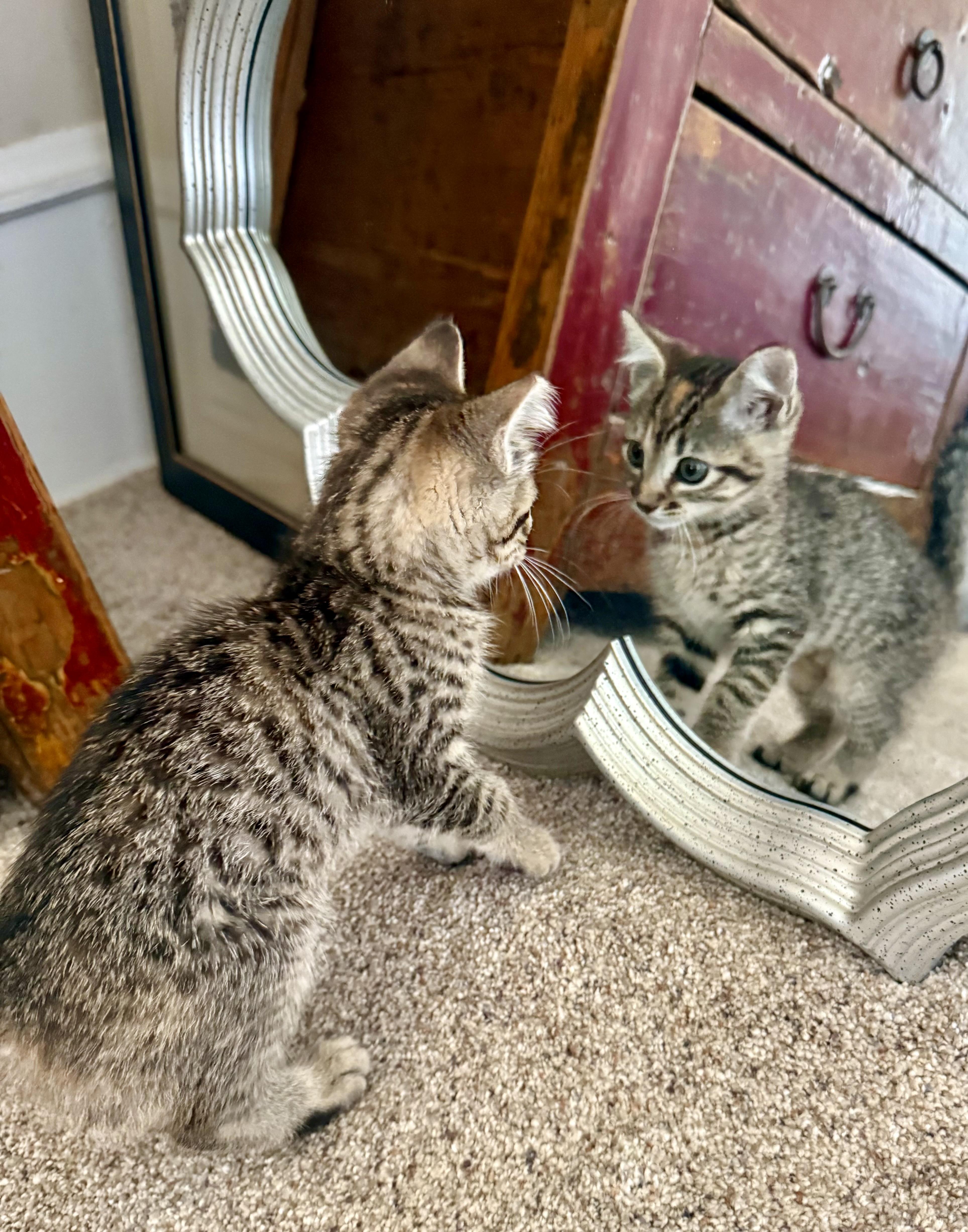 A baby medium-sized female Domestic Short Hair cat named Daisy for adoption in Gilroy, CA
